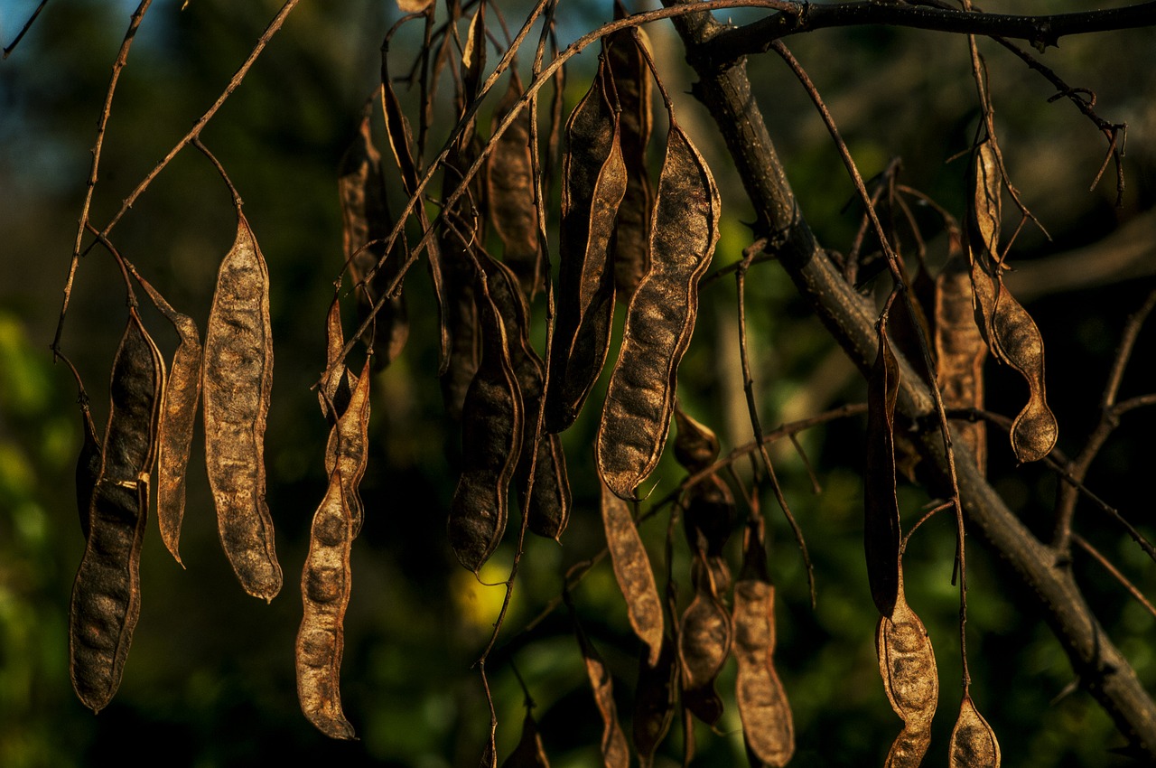 pods forest trees free photo