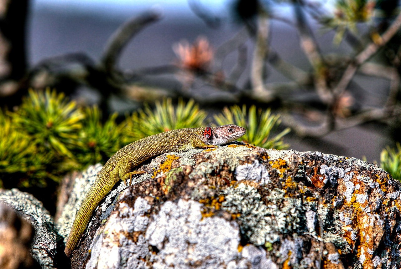 podyjí national park lizard lizard and beetle free photo