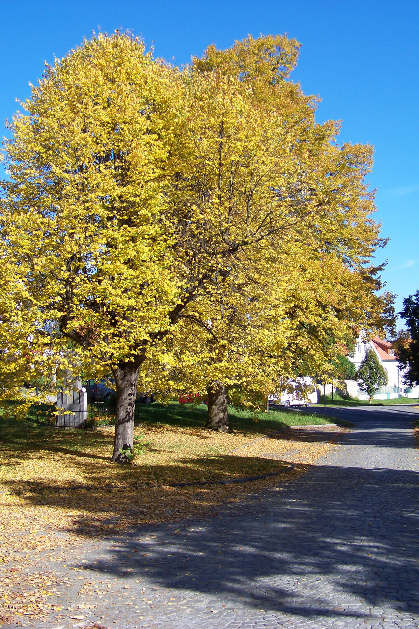 tree fall autumn free photo