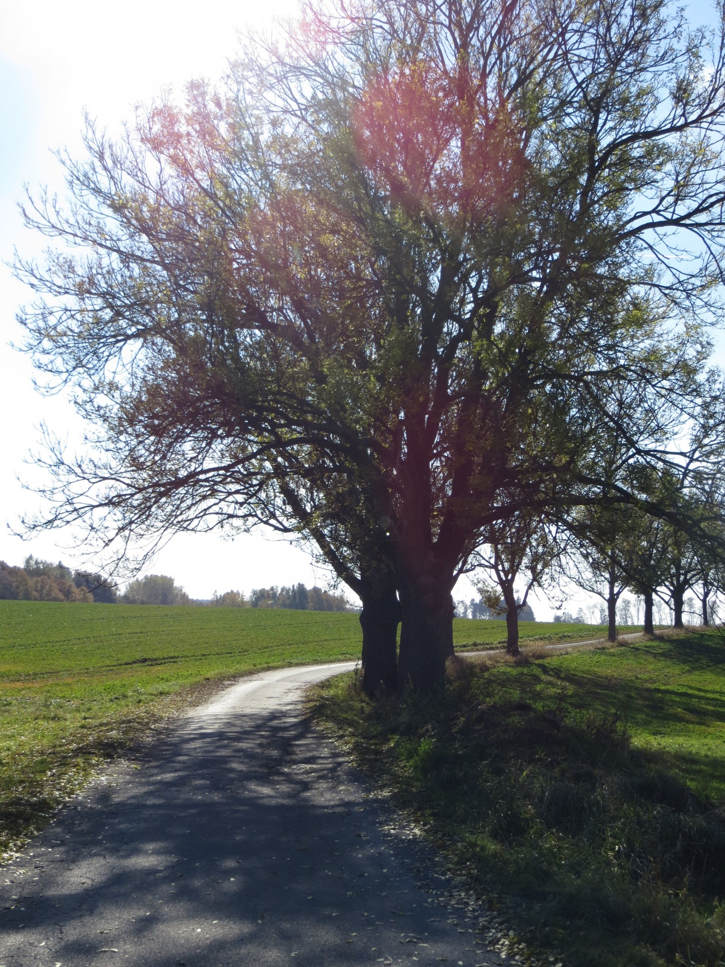 path autumn trees free photo