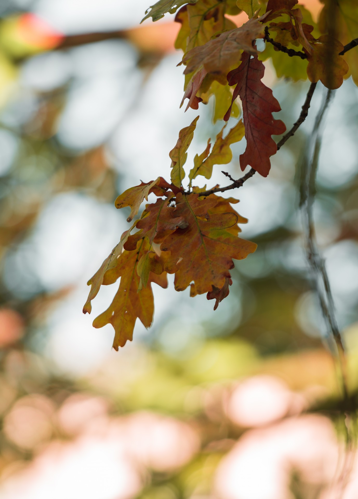 autumn leaves sun free photo