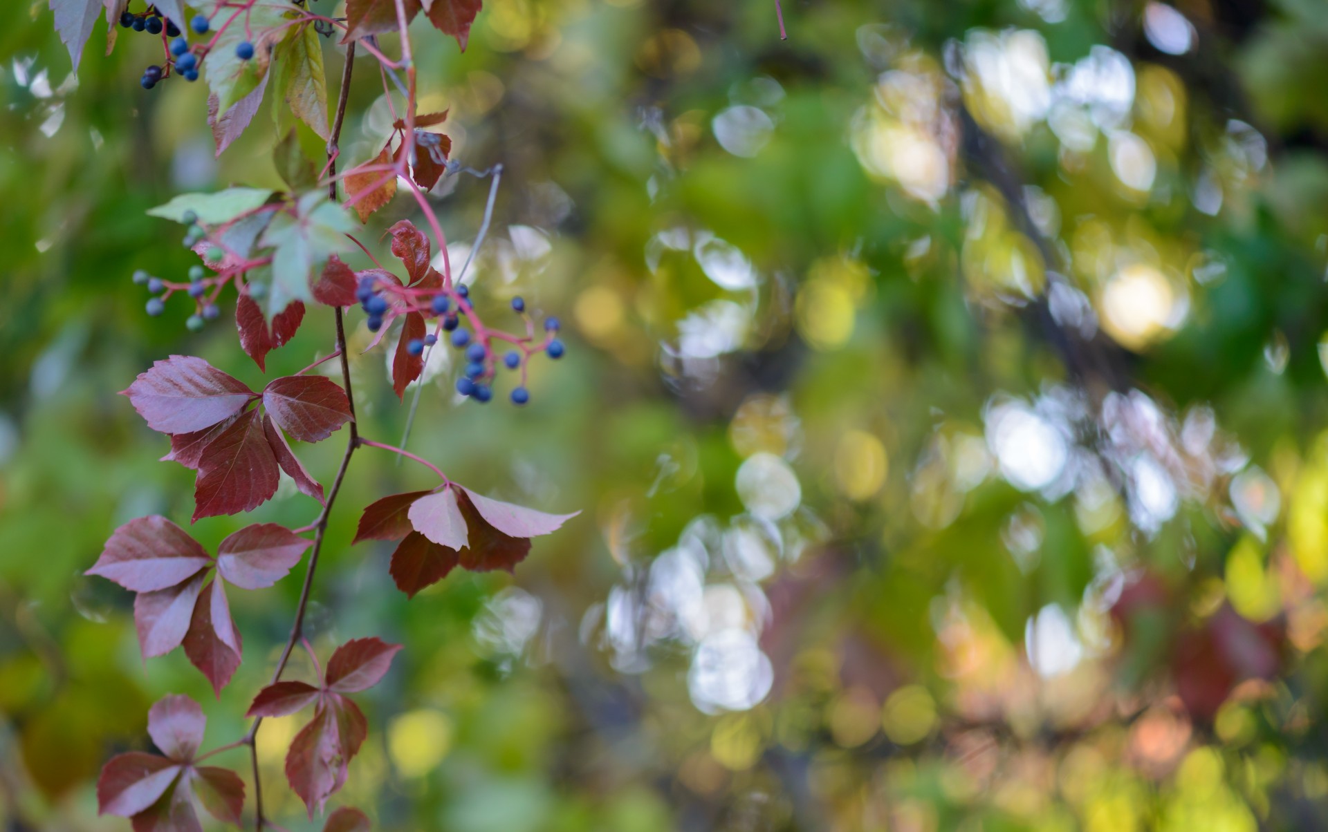 leaf branch autumn free photo