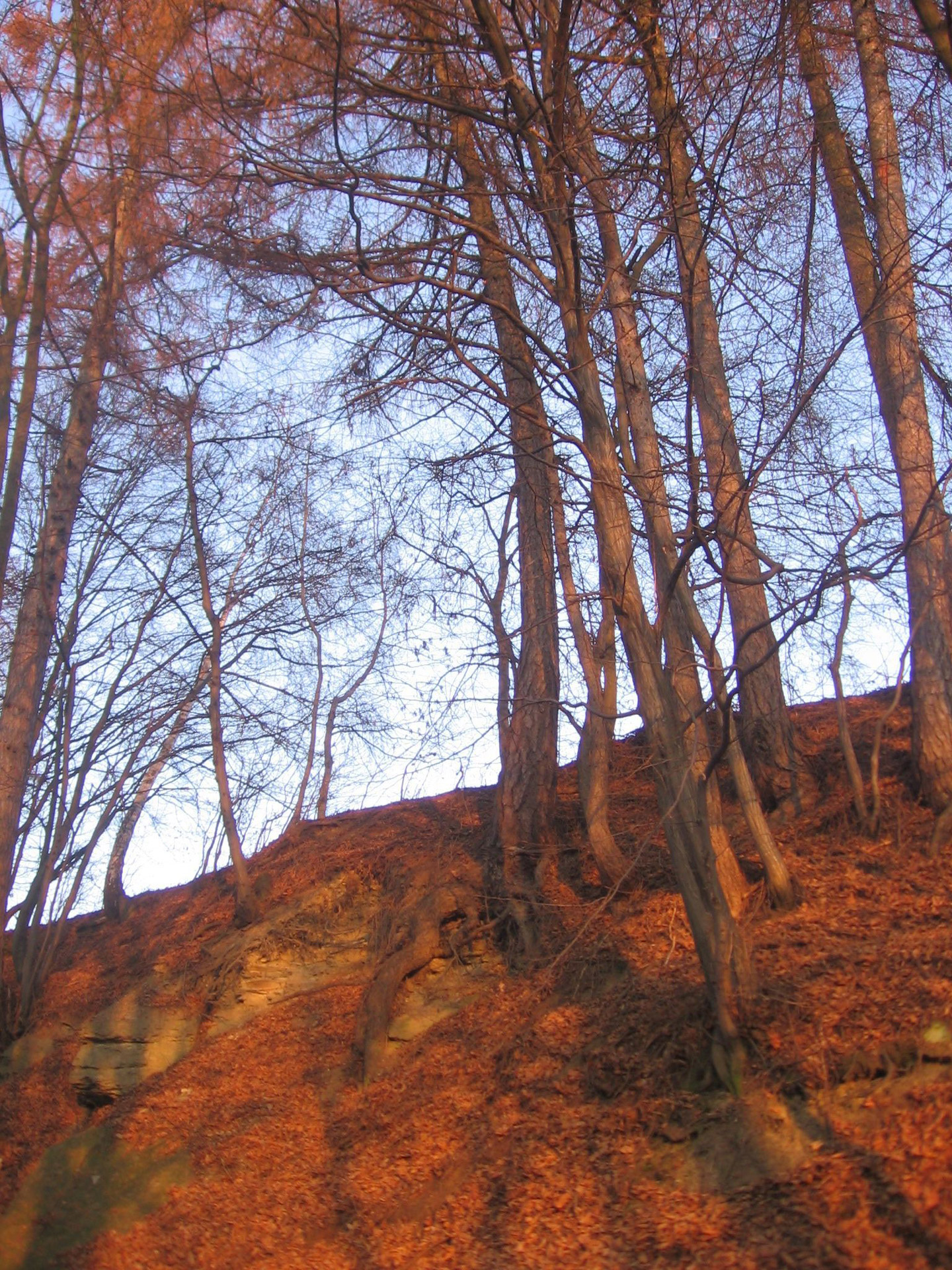 autumn hillside trees free photo