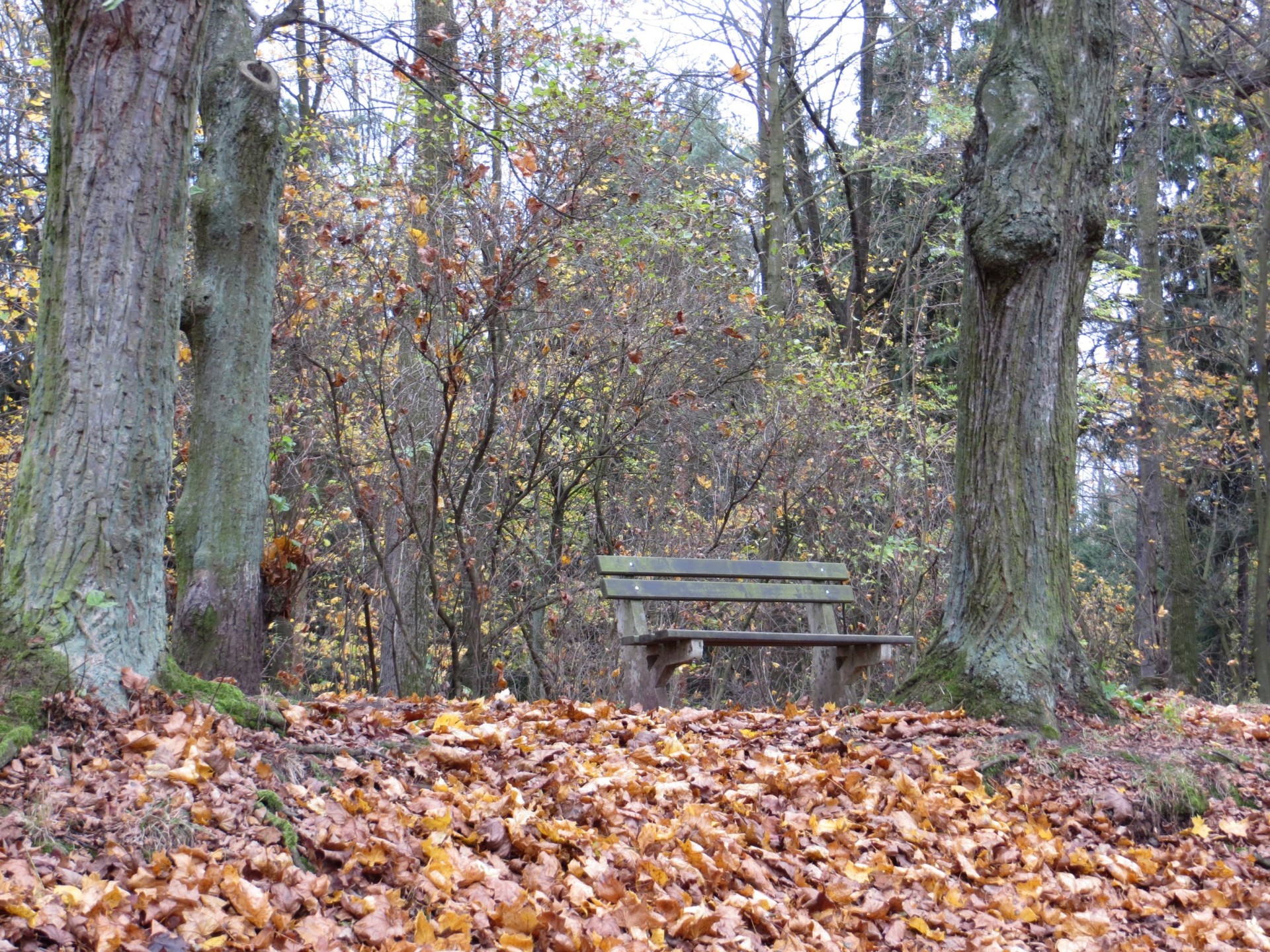 bench autumn autumn still life with a bench free photo