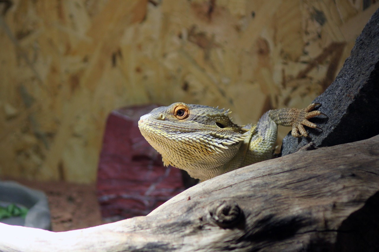 pogona pogona vitticeps bearded free photo