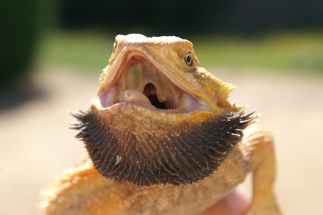 pogona reptile lizard free photo