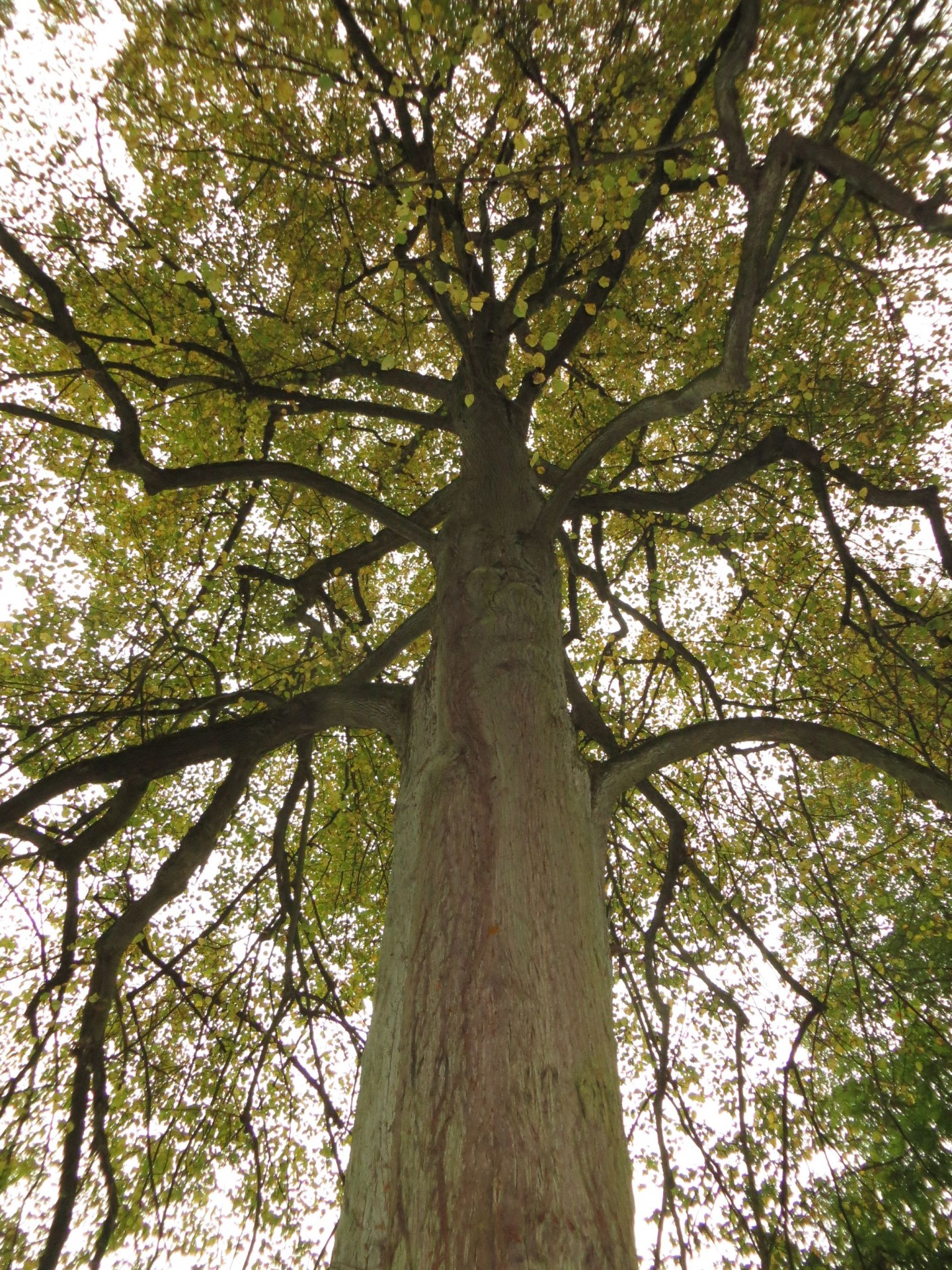 autumn tree crown free photo