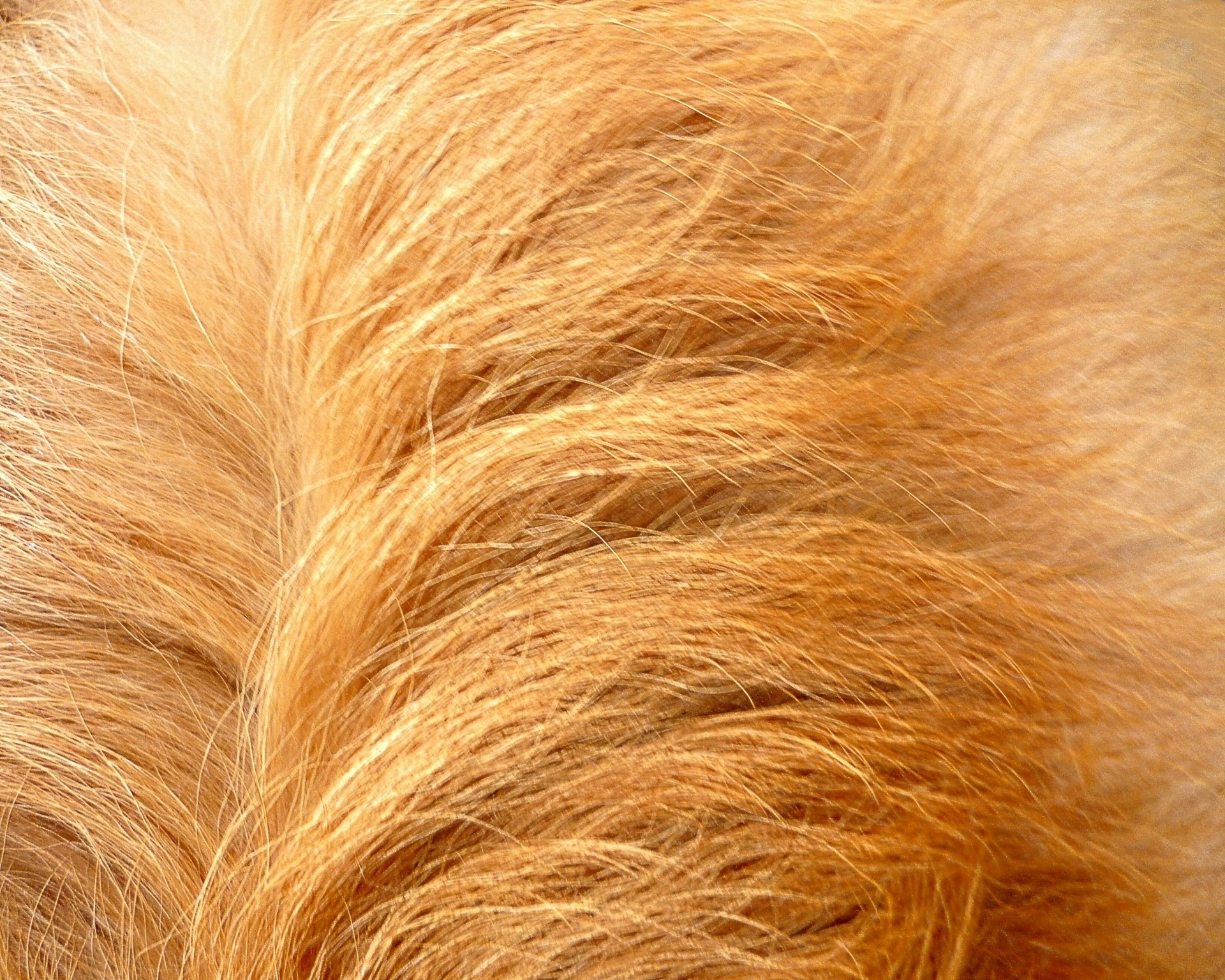 hair dog golden retriever free photo