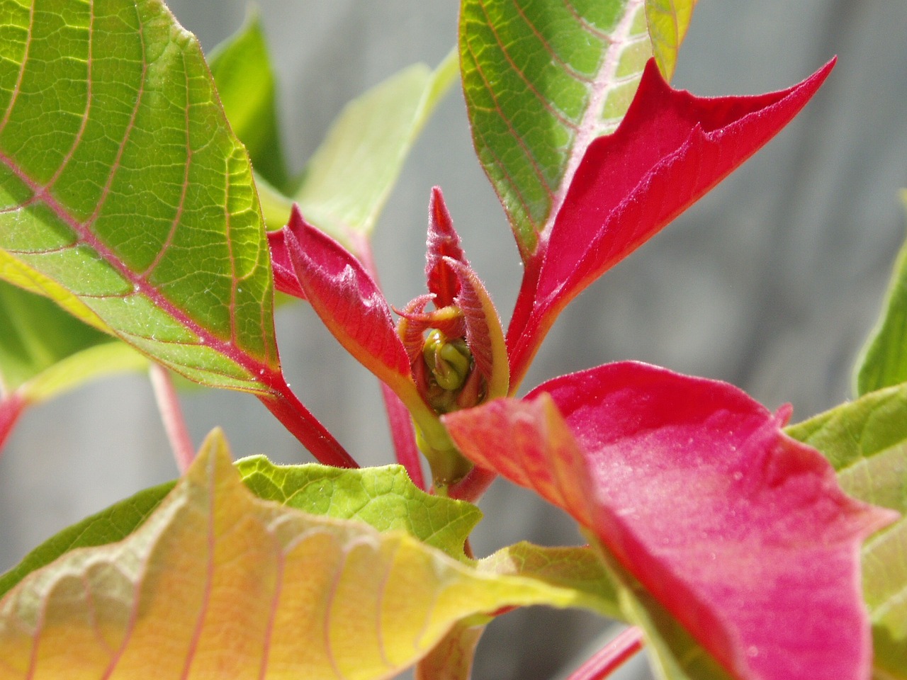 poinsettia red leaf free photo