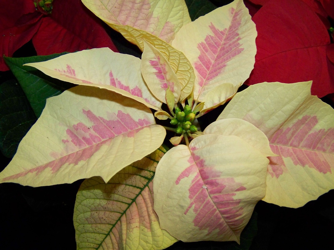 poinsettia white-pink version potted plant free photo
