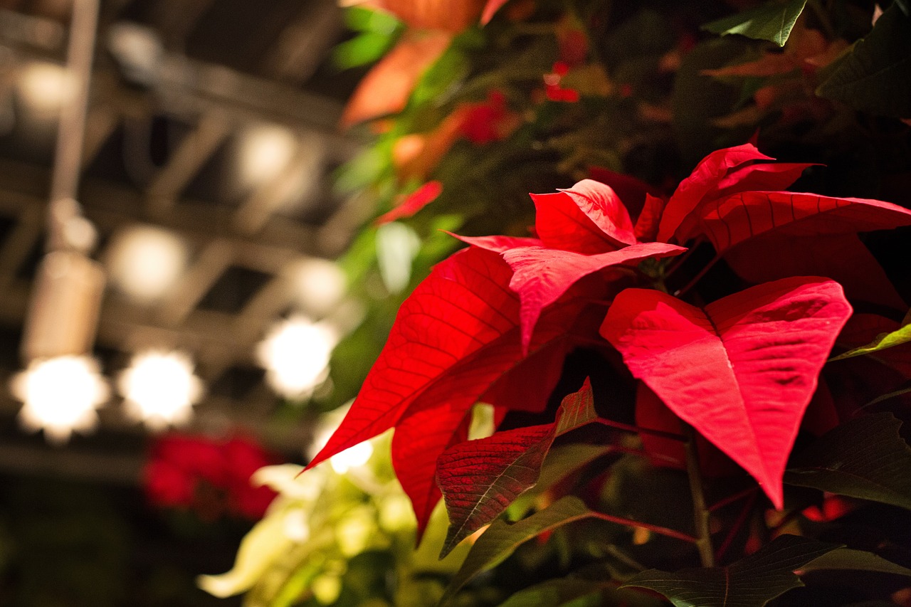 poinsettia christmas lights free photo