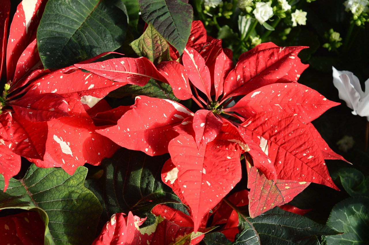 poinsettia flower red free photo