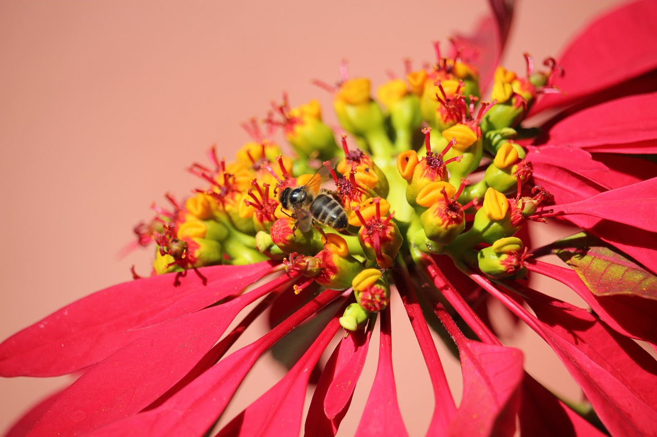 poinsettia bee flower free photo