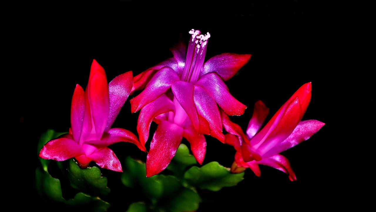 poinsettia winter flower room flowers free photo