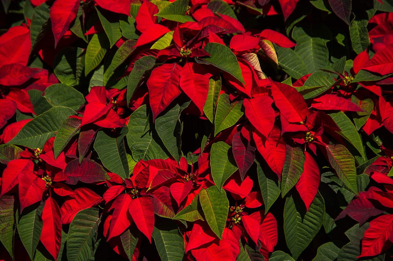 poinsettia leaves flowers free photo