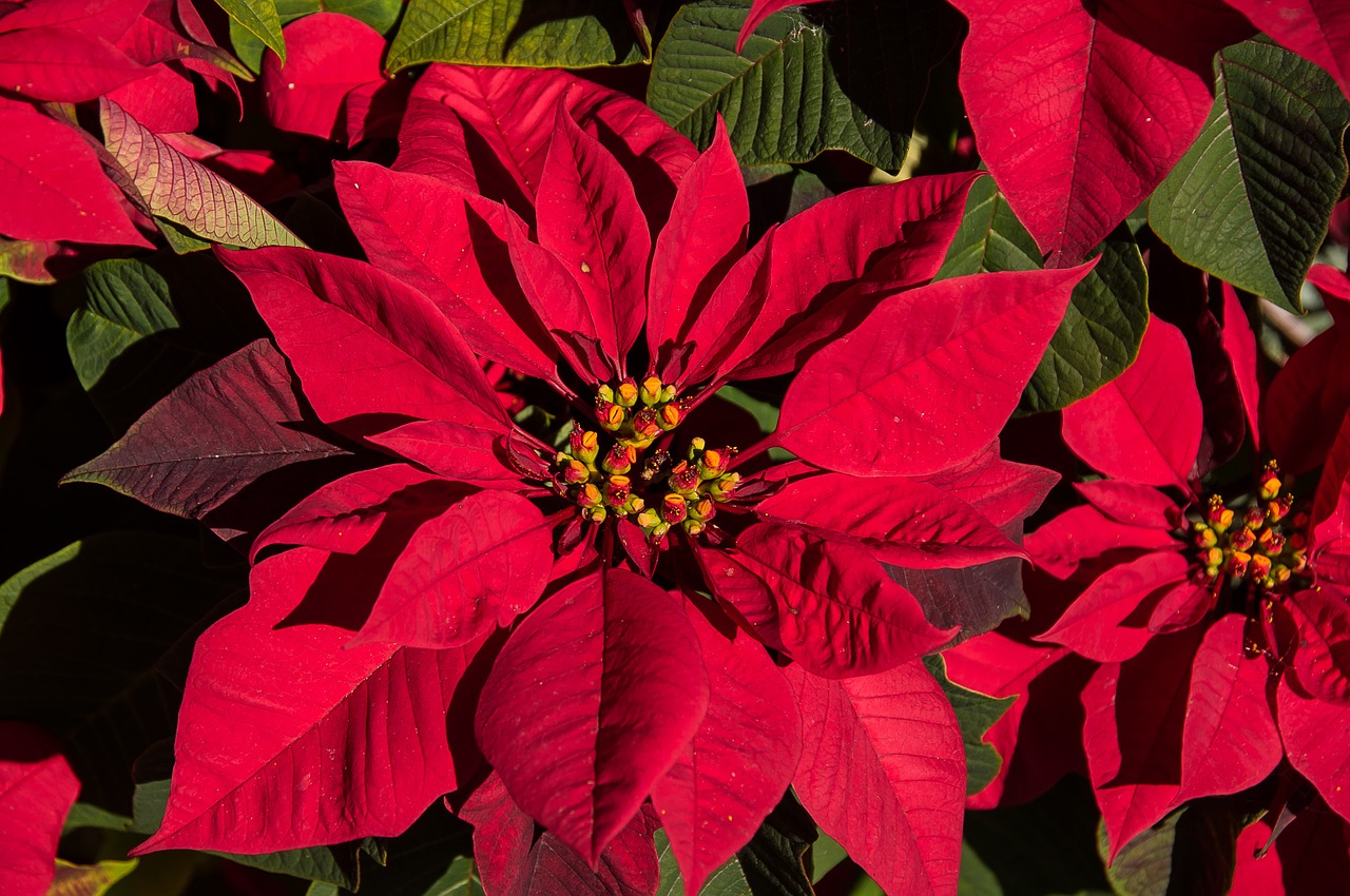 poinsettia leaves flowers free photo