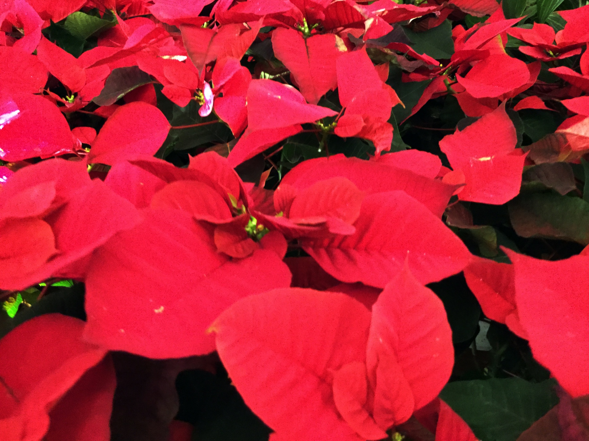 red poinsettia red poinsettia free photo