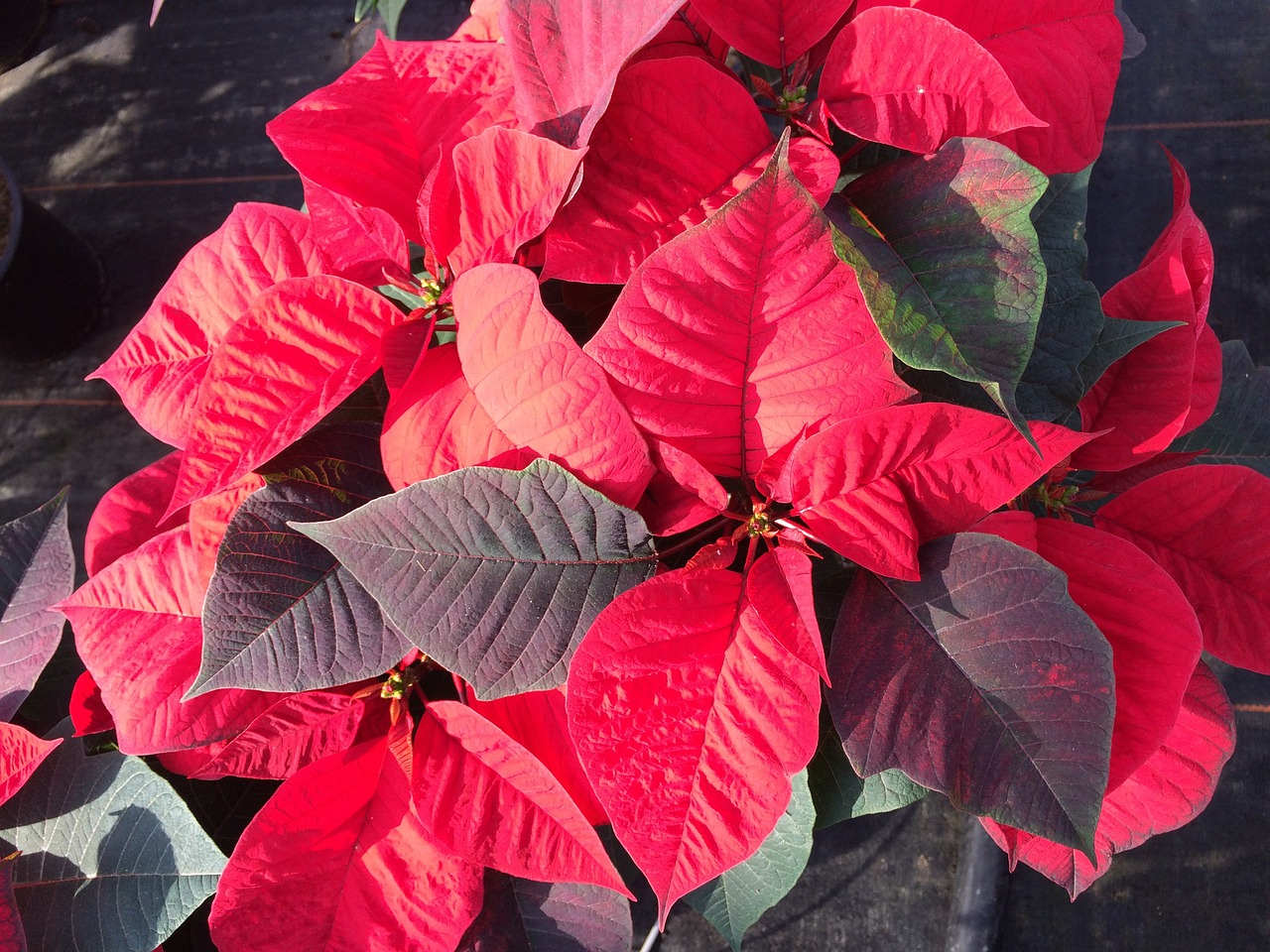 poinsettia red flower flower free photo