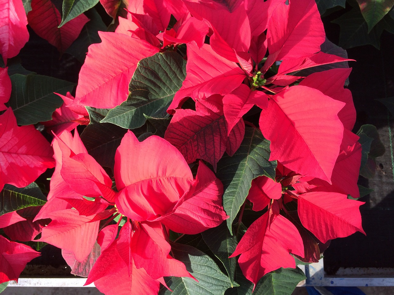 poinsettia red flower flower free photo