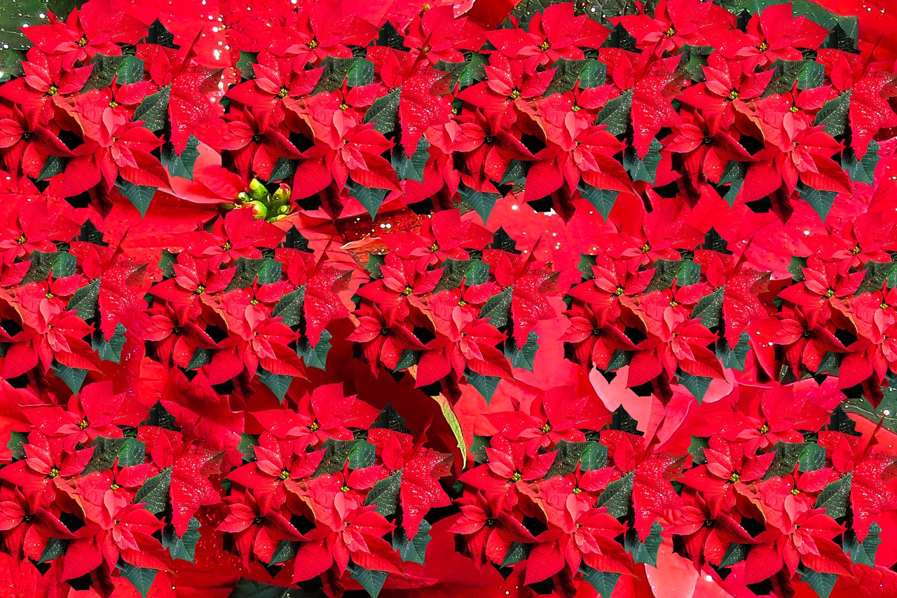 poinsettia christmas flower free photo