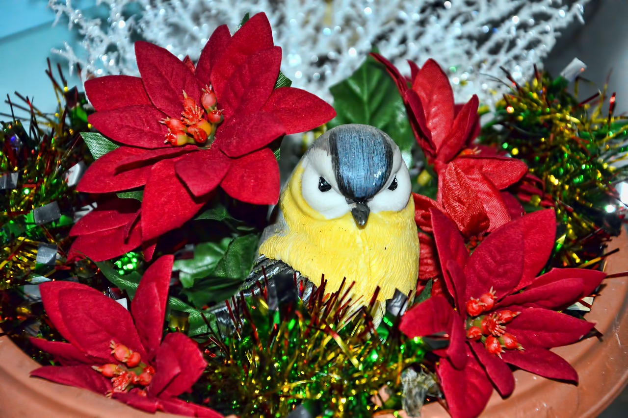 poinsettia figure bird free photo