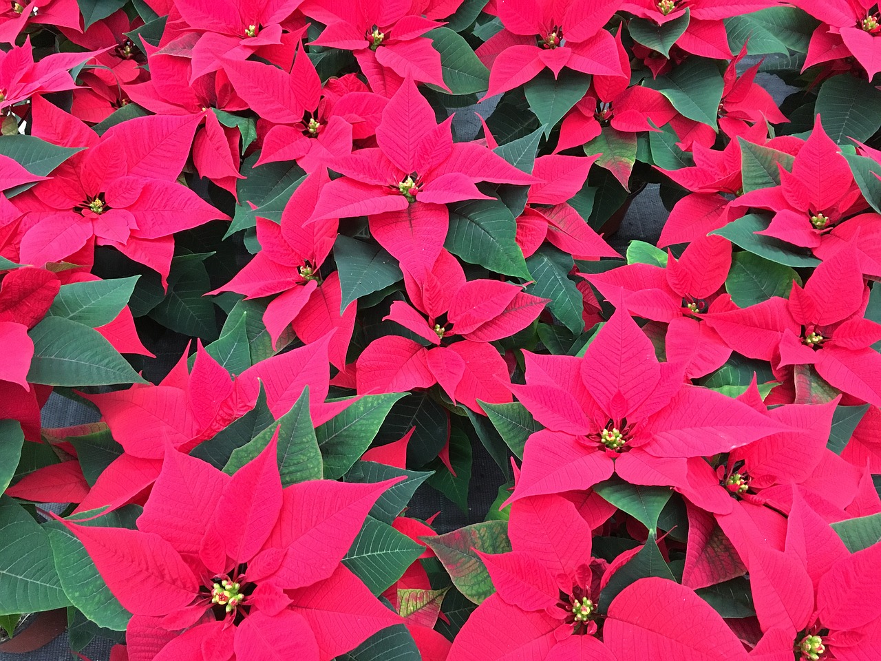 poinsettia flowers christmas free photo