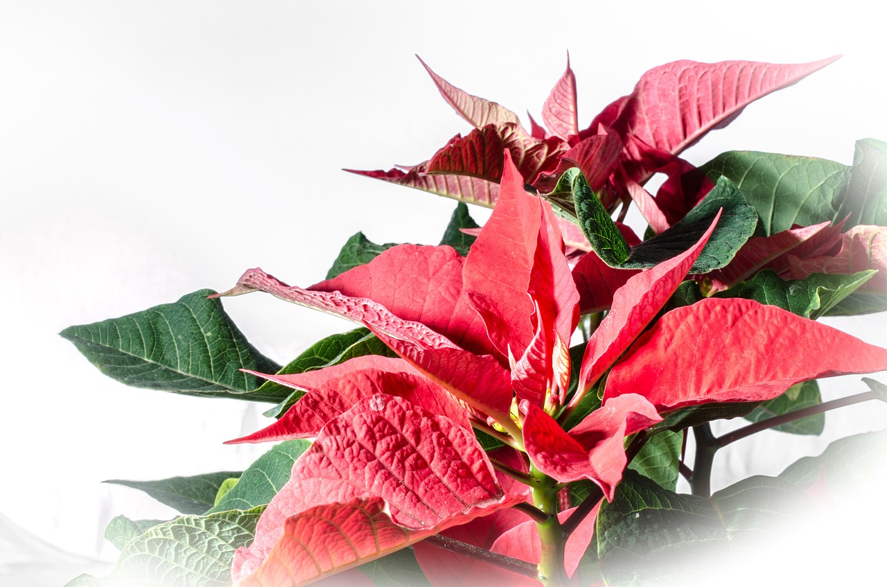 poinsettia red leaf advent free photo