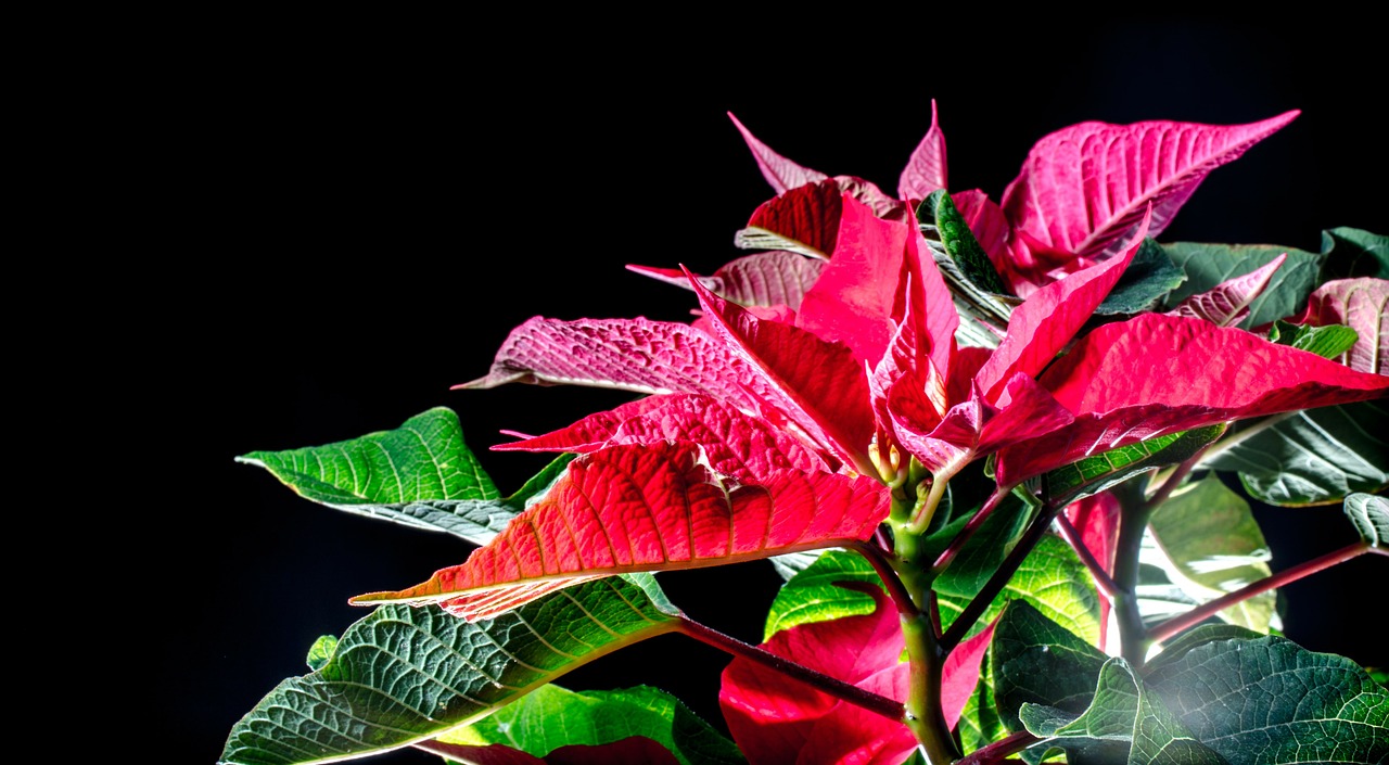 poinsettia red leaf advent free photo