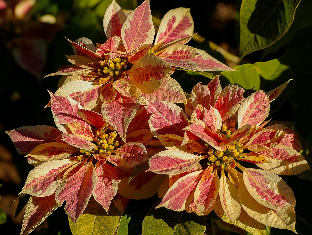 poinsettia leaves flowers free photo