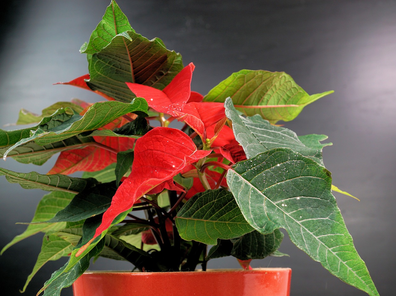 poinsettia adventsstern advent free photo