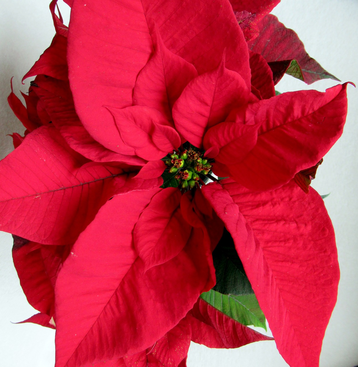 poinsettia red flower free photo