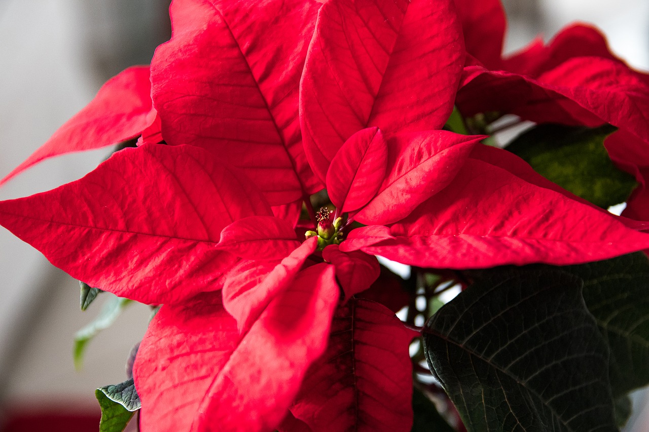 poinsettia plant red flower free photo