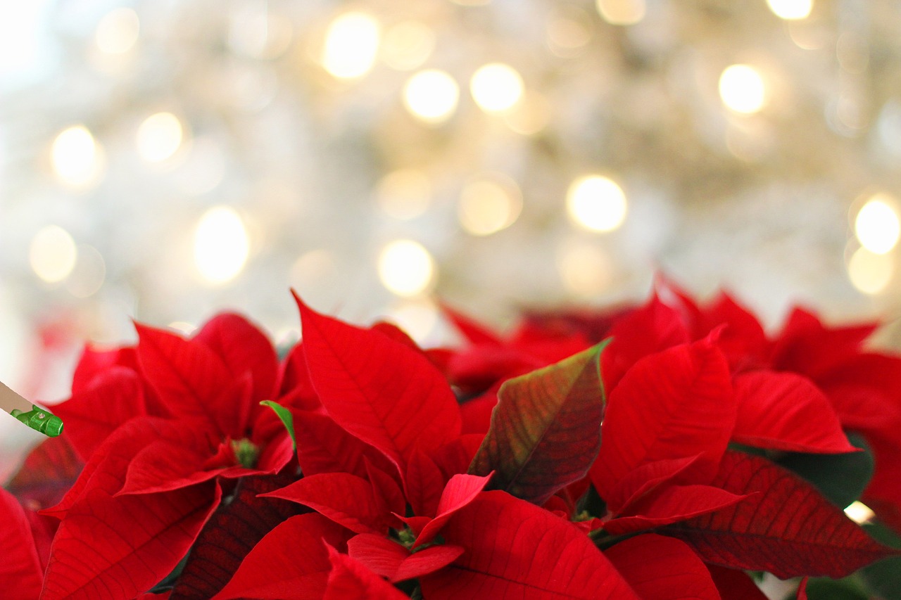 poinsettia christmas christmas background free photo