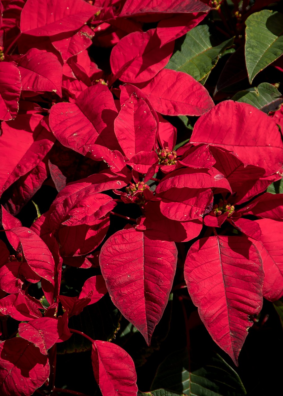 poinsettia  leaves  flowers free photo