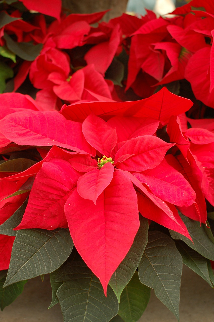 poinsettia flowers red free photo