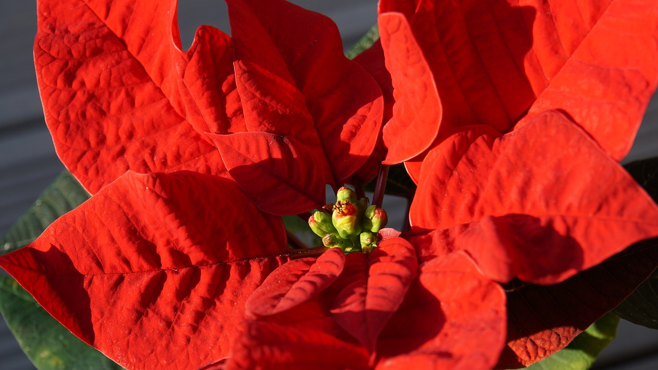 poinsettia  plant  red free photo