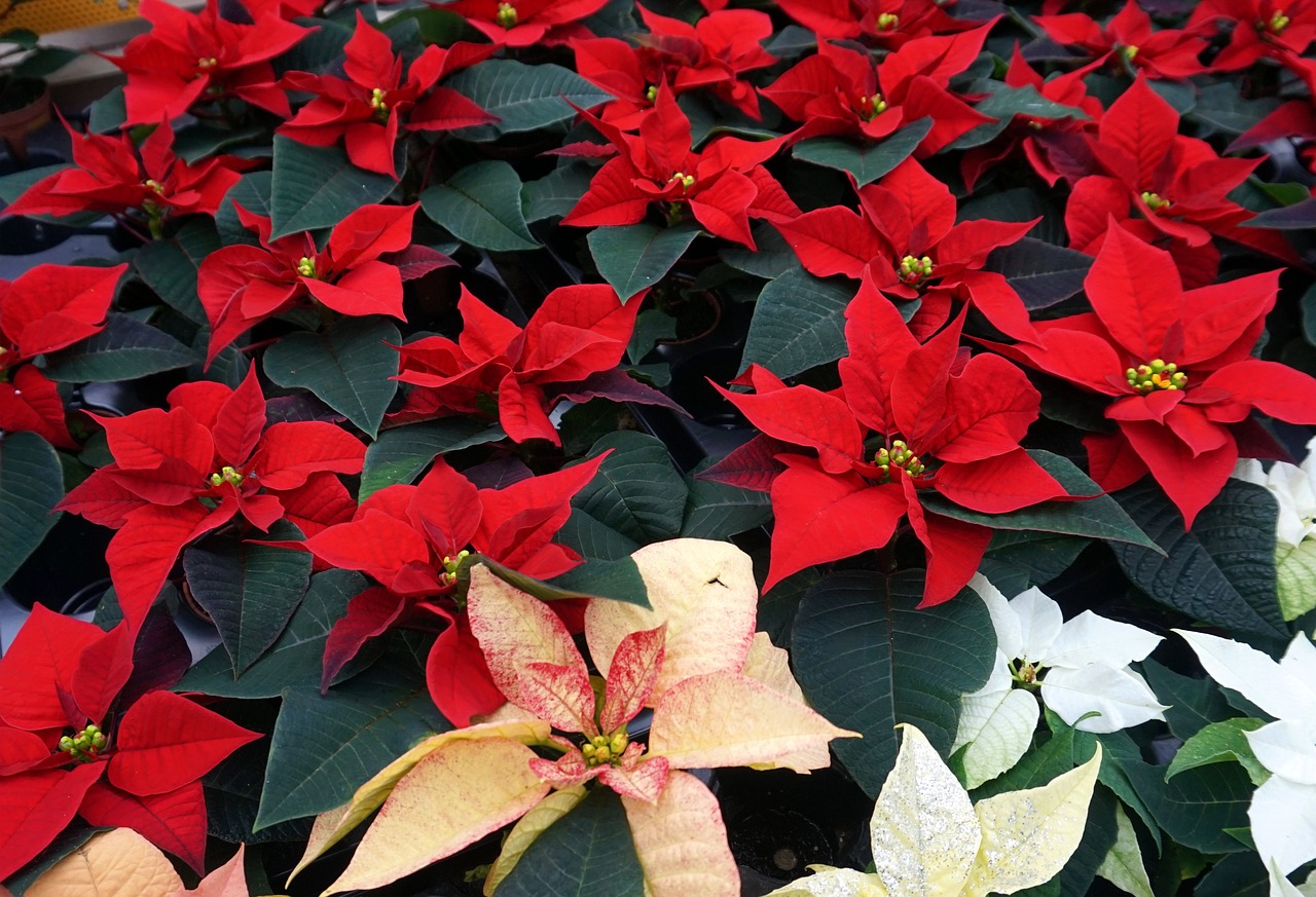 poinsettia  flowers  red free photo