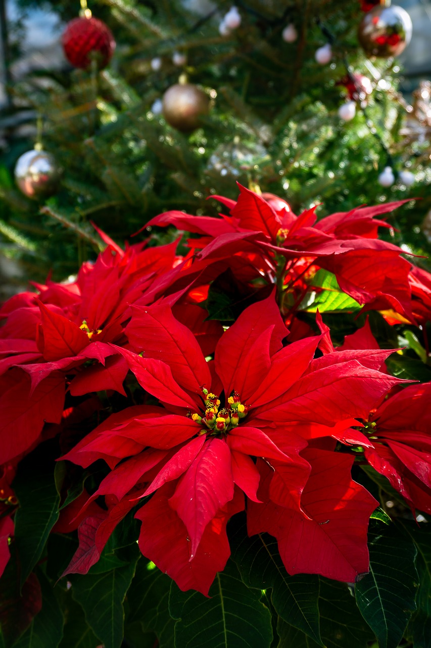 poinsettia  christmas flower  red flower free photo