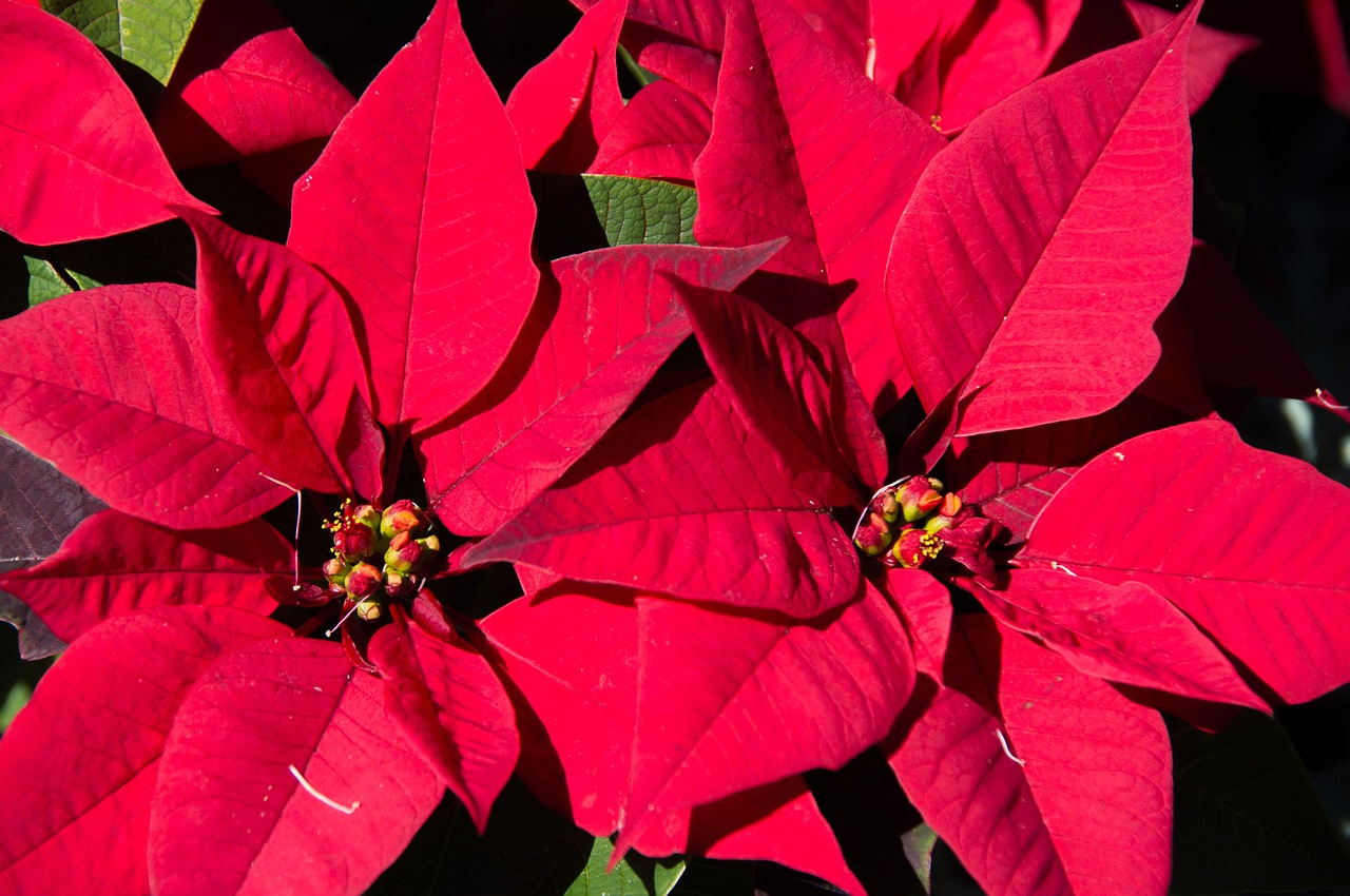 poinsettia leaves flowers free photo