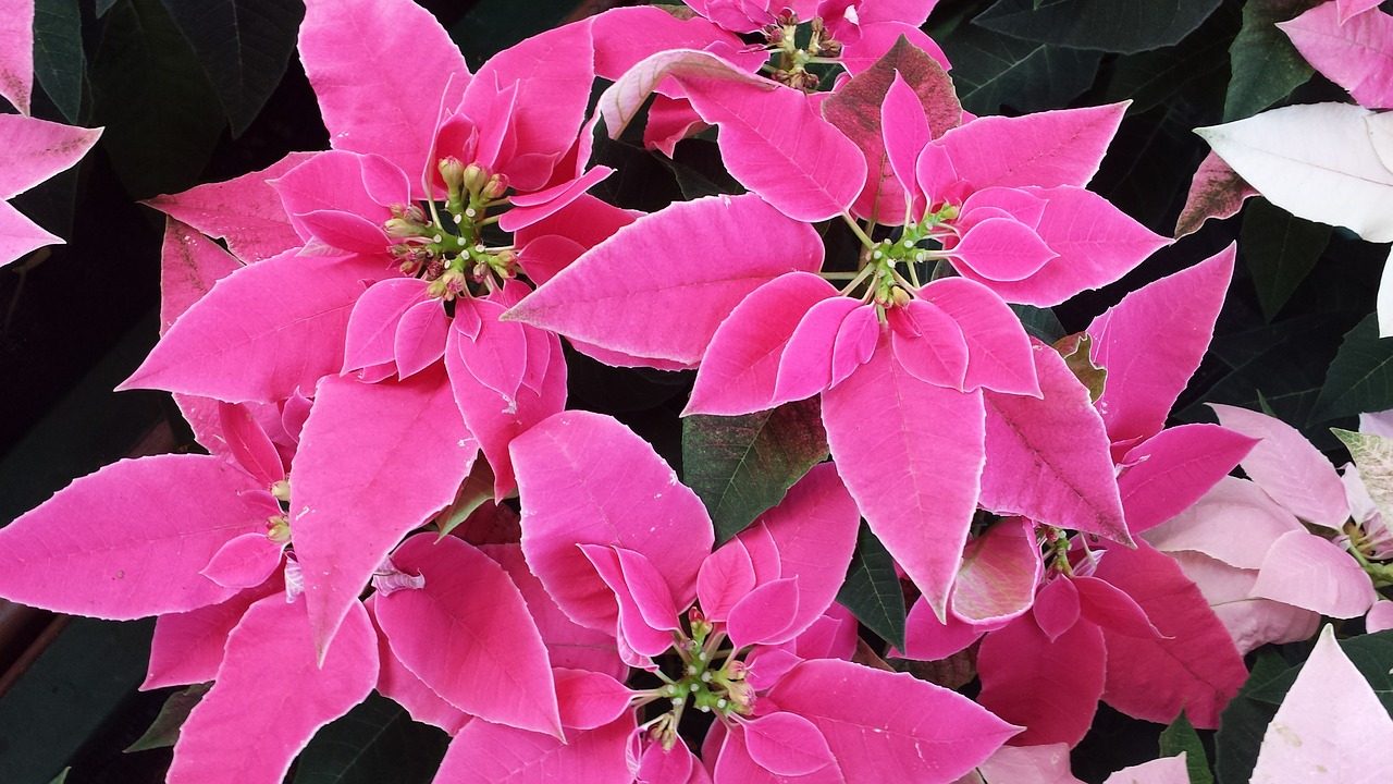 poinsettia pink plant free photo