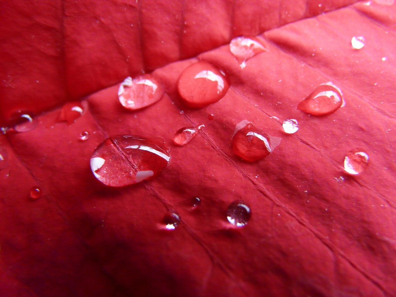 poinsettia raindrop red free photo