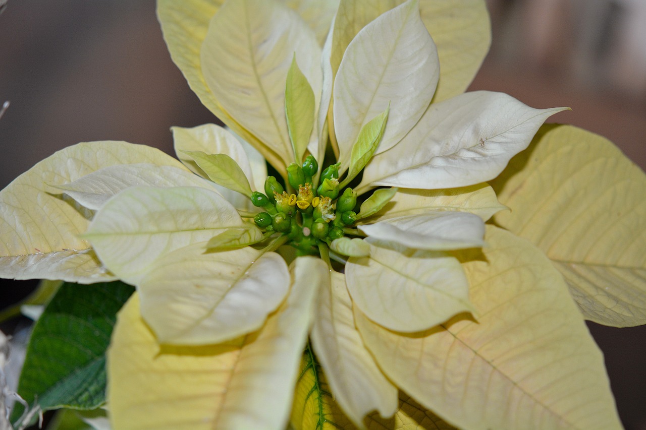 poinsettia yellow flower free photo