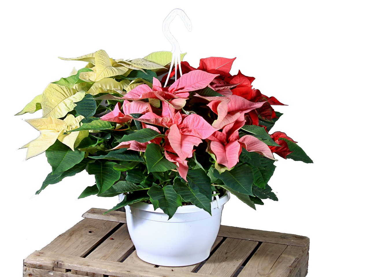 poinsettia red white free photo