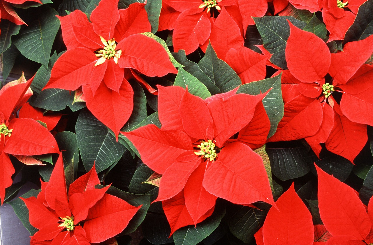 poinsettia flowers red free photo