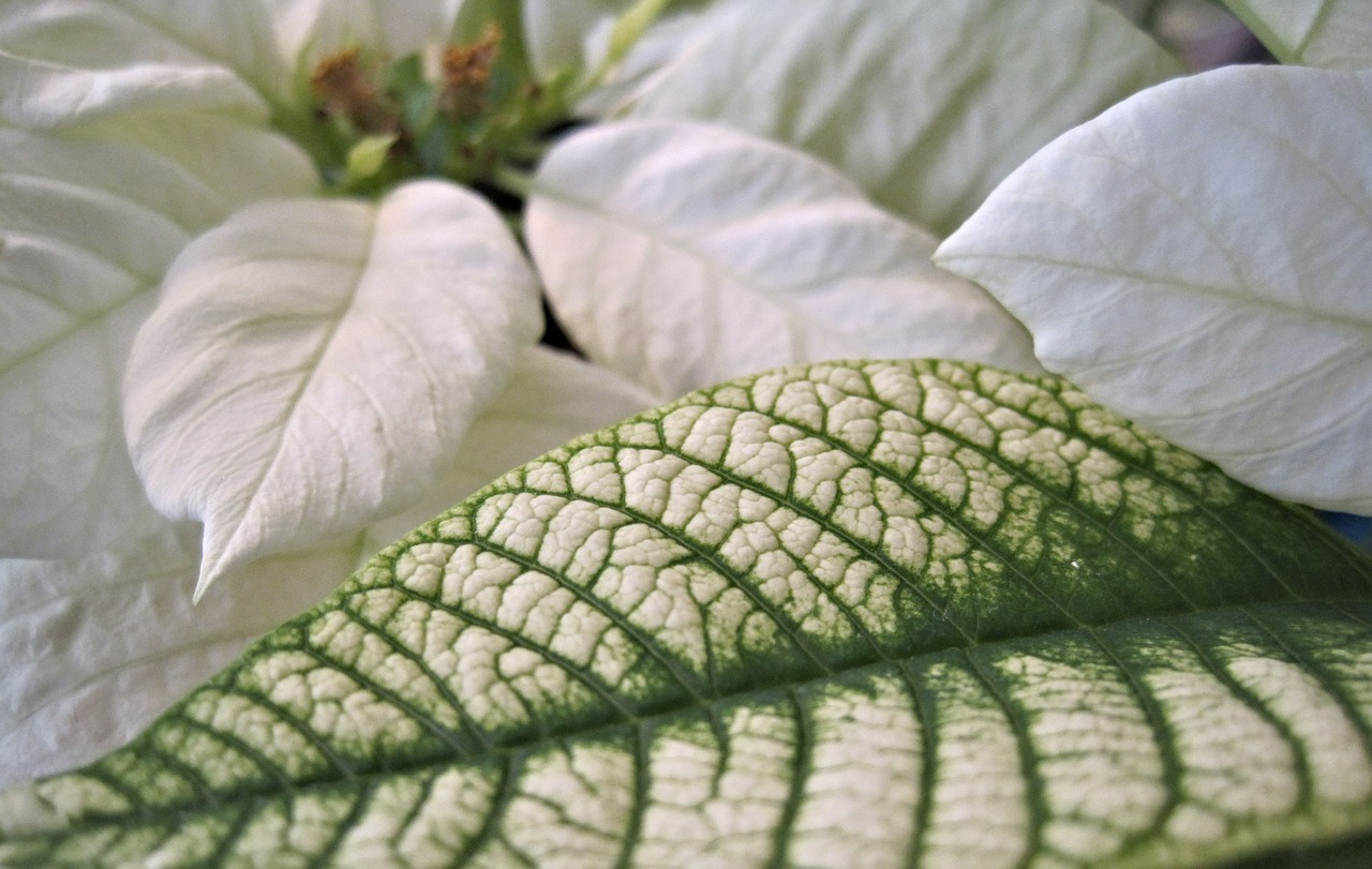 poinsettia leaf white free photo