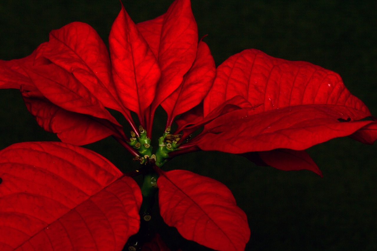 poinsettia flower macro free photo