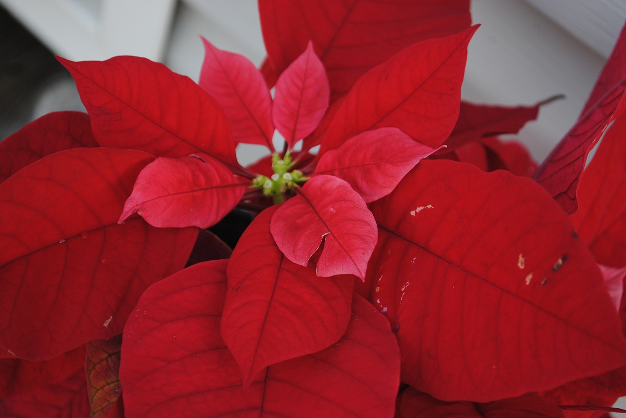 poinsettia red christmas free photo