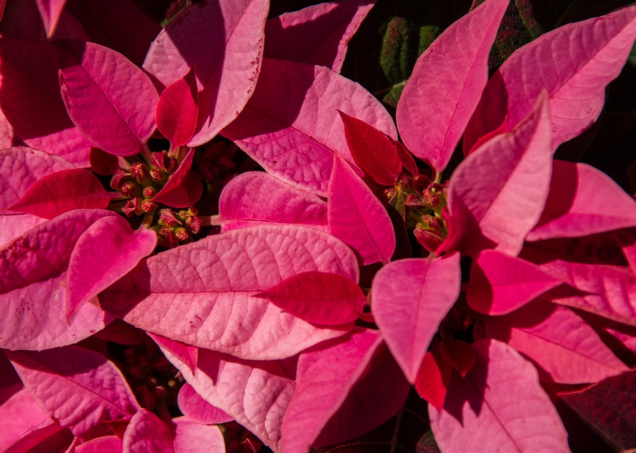 poinsettia leaves flowers free photo