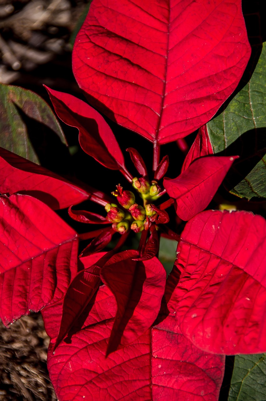 poinsettia leaves flowers free photo