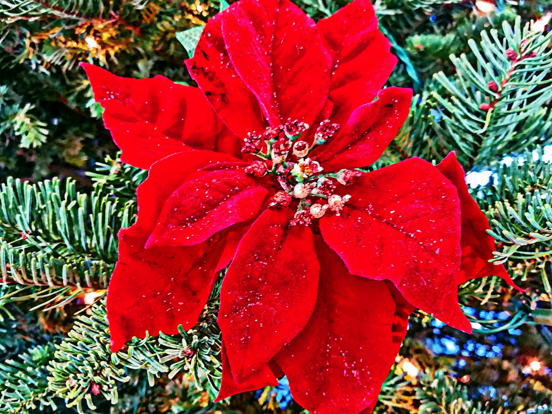 poinsettia flower christmas tree free photo